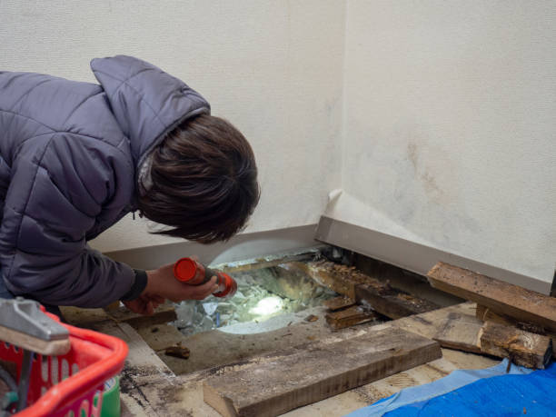 Best Water Damage & Mold Remediation  in Santo Domingo Pueblo, NM