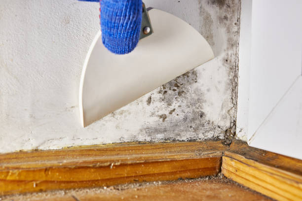 Best Mold Documentation for Insurance Claims  in Santo Domingo Pueblo, NM