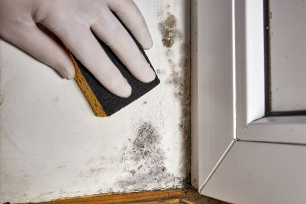 Best Mold Odor Removal Services  in Santo Domingo Pueblo, NM